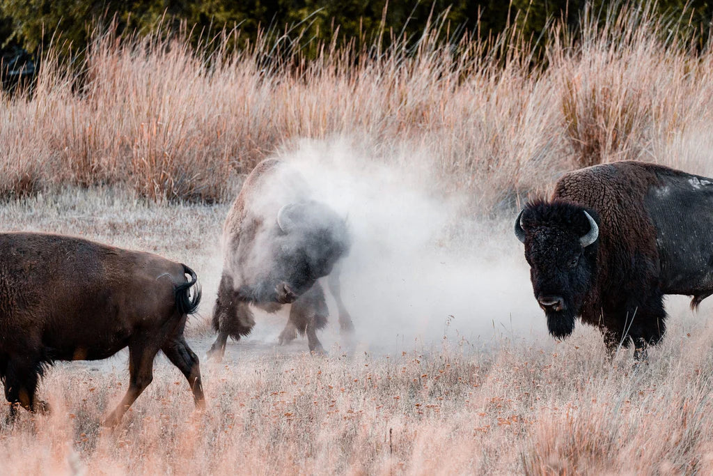 American bison moving through grassland in a rewilded prairie landscape.