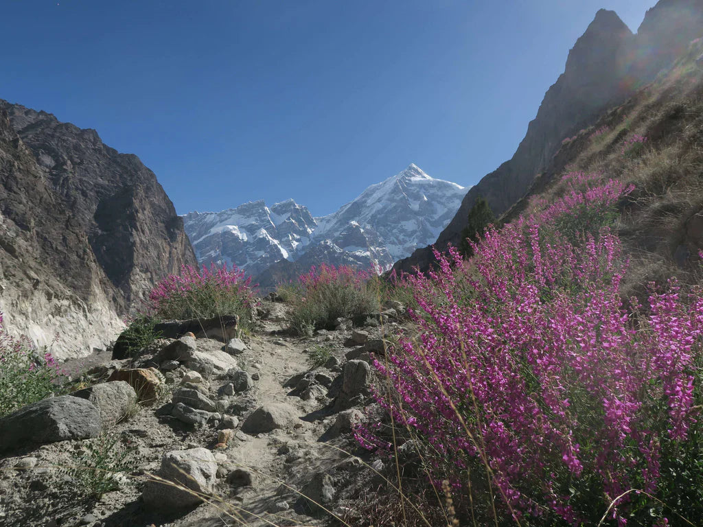 Mountain trail through alpine flowers beneath snow-covered Karakoram peaks.