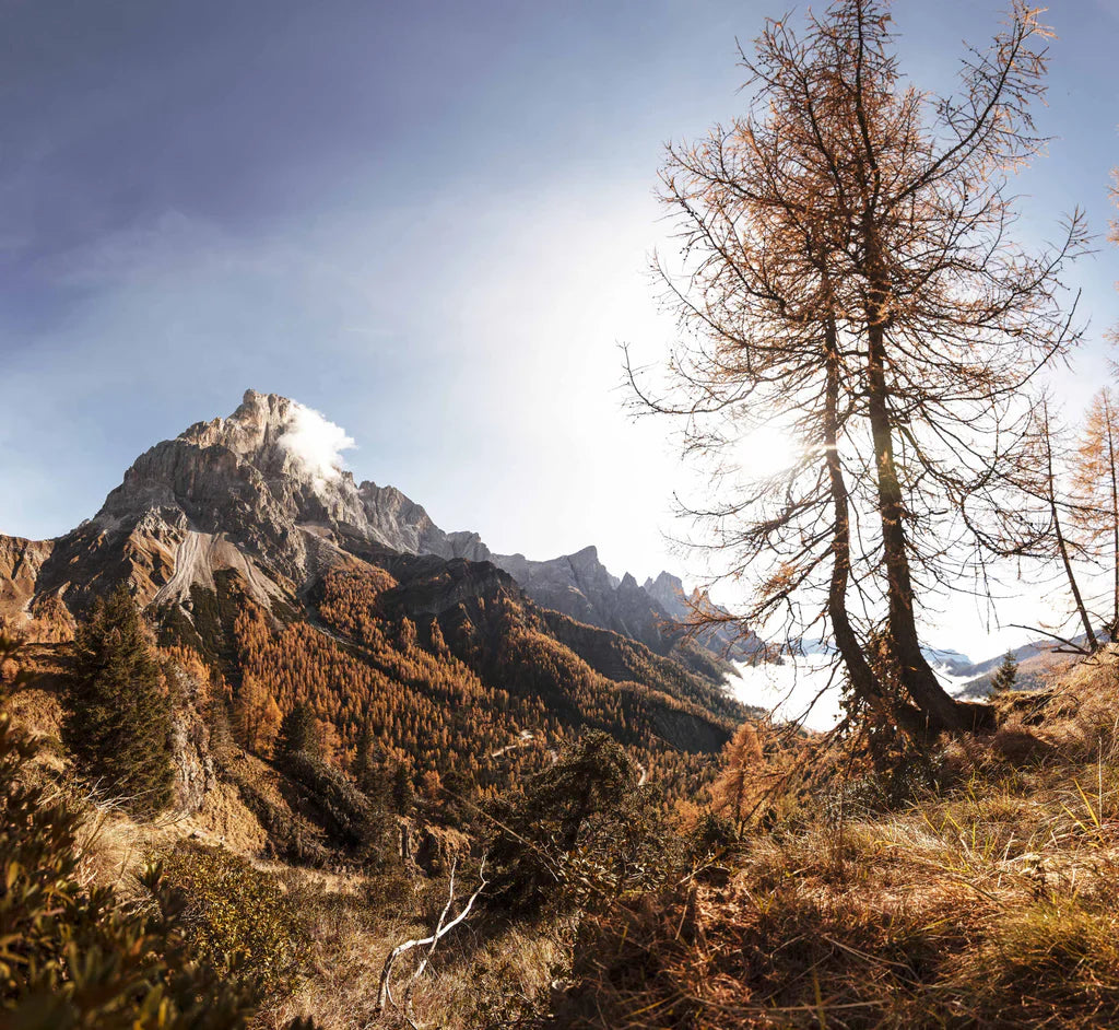 Alpine forest and mountain landscape during autumn in the European Alps.