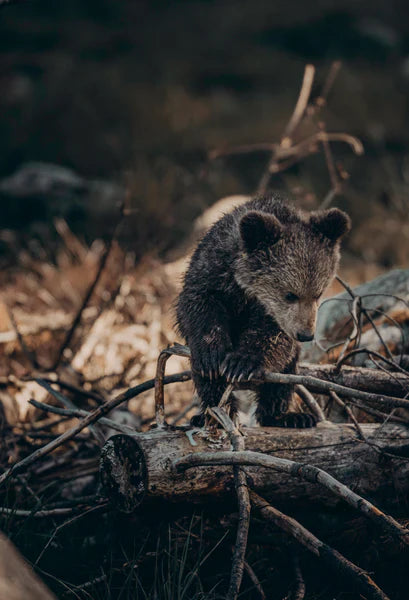 Young brown bear moving through woodland terrain in a natural forest habitat.